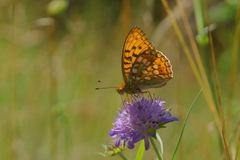 Argynnis adippe