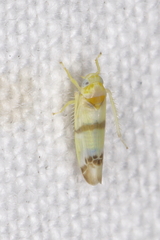 Empoa
