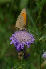 Maniola jurtina
