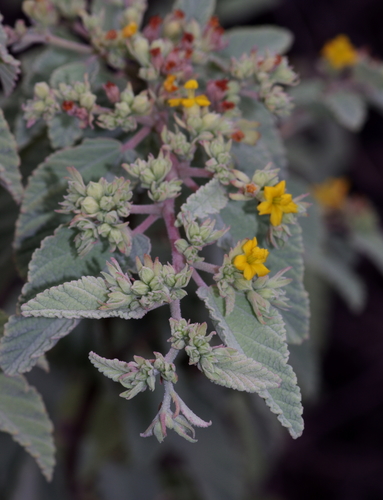 Waltheria ovata