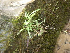 Pogonatherum crinitum