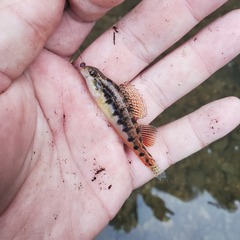 Etheostoma duryi