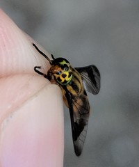 Chrysops lateralis