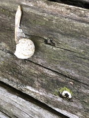 Pheucticus melanocephalus