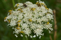 Cteniopus sulphureus