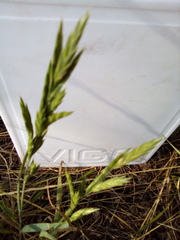 Bromus marginatus