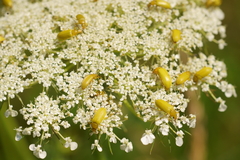 Cteniopus sulphureus