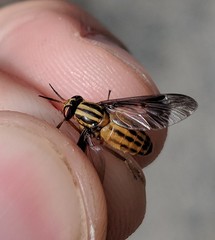 Chrysops vittatus
