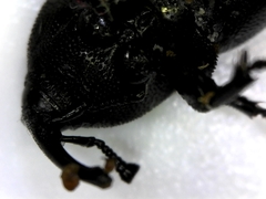 Cosmopolites sordidus