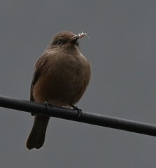 Pyrocephalus rubinus obscurus