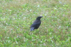 Quiscalus quiscula versicolor