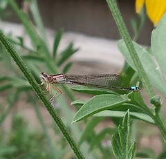 Ischnura damula