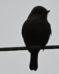 Pyrocephalus rubinus obscurus