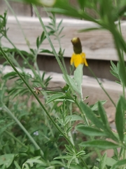 Ischnura damula
