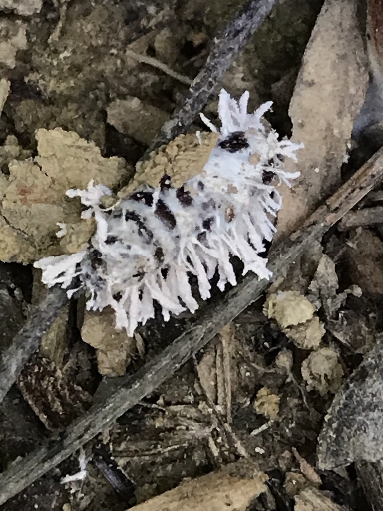 Cordyceps fumosorosea