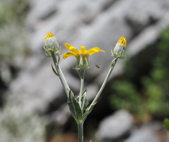 Senecio eubaeus