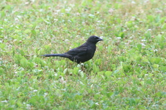 Quiscalus quiscula versicolor