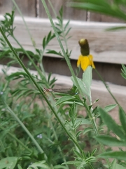 Ischnura damula