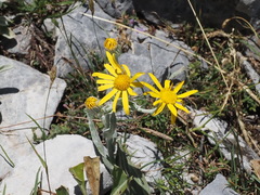 Senecio eubaeus