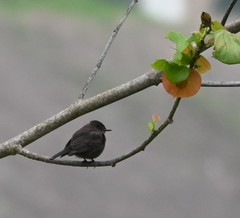 Pyrocephalus rubinus obscurus