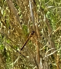 Libellula auripennis