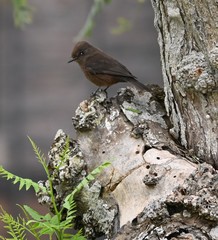 Pyrocephalus rubinus obscurus