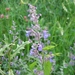 Caucasus Catmint - Photo (c) fabelfroh, some rights reserved (CC BY-NC-SA)