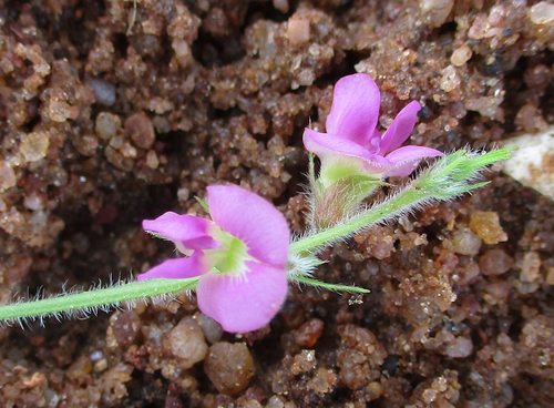 Tephrosia burchellii image