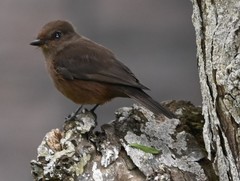 Pyrocephalus rubinus obscurus