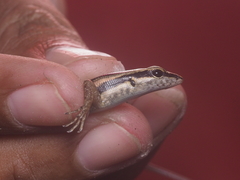 Sphenomorphus sanctus