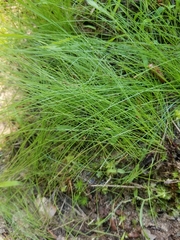 Eleocharis tenuis