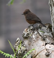 Pyrocephalus rubinus obscurus
