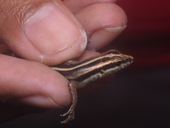 Sphenomorphus sanctus