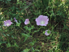 Malva punctata