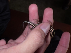 Sphenomorphus sanctus