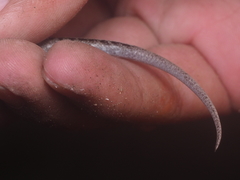 Sphenomorphus sanctus