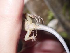 Sphenomorphus sanctus