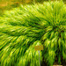 Hakonechloa - Photo (c) Gábor Wiandt, some rights reserved (CC BY-NC)