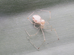 Meotipa spiniventris