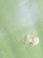 Meotipa spiniventris