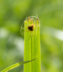 Araneus alboventris
