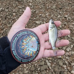 Morone mississippiensis