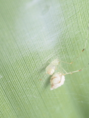 Meotipa spiniventris