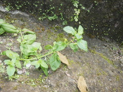 Mecardonia procumbens