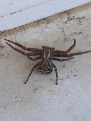 Spiracme triangulosa