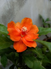 Leuenbergeria bleo