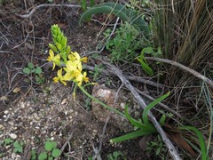Bulbine alooides