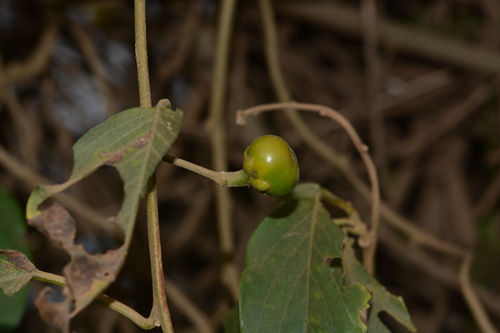 Argyreia elliptica (Argyreia elliptica)