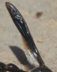 Delta emarginatum