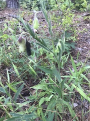 Crotalaria sagittalis